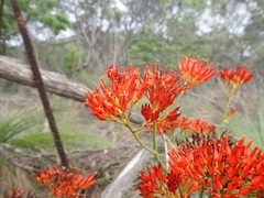 Haemodorum coccineum (Haemodorum coccineum)