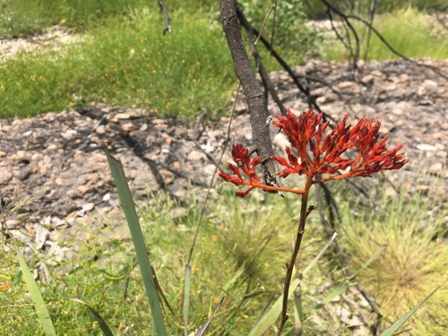 Haemodorum coccineum (Haemodorum coccineum)