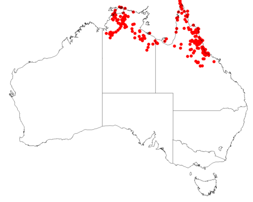 Haemodorum coccineum: Haemodorum coccineum map of data (CC) from Australia's Virtual Herbarium downloaded data 12 May 2017