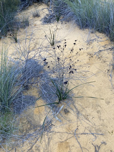 Haemodorum discolor (Haemodorum discolor)