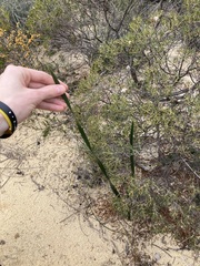 Haemodorum discolor (Haemodorum discolor)