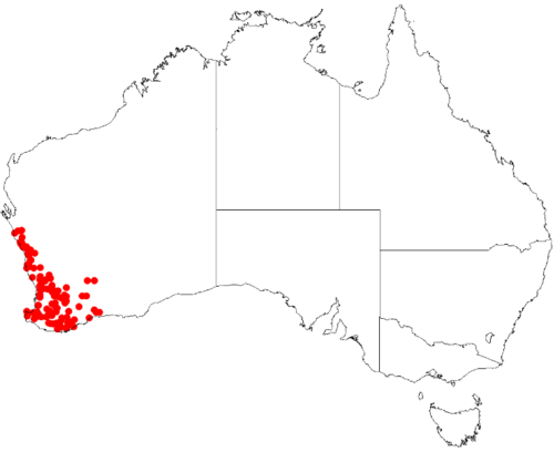 Haemodorum discolor: Haemodorum discolor occurrence data from Australasian Virtual Herbarium on 12 May 2017