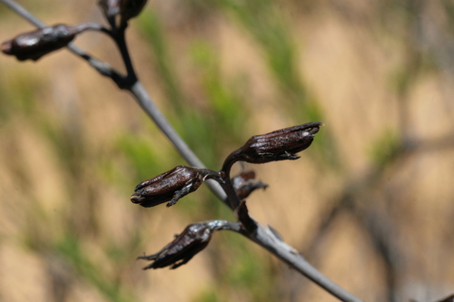 Haemodorum discolor (Haemodorum discolor)