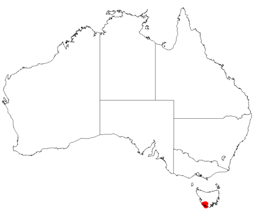 Haemodorum distichophyllum: Haemodorum distichophyllum