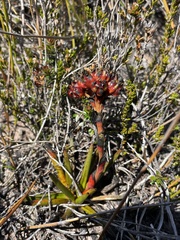 Haemodorum distichophyllum (Haemodorum distichophyllum)