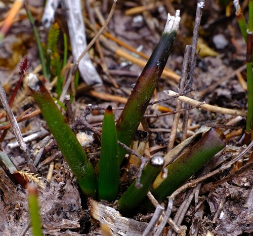 Haemodorum distichophyllum (Haemodorum distichophyllum)
