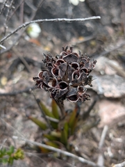 Haemodorum distichophyllum (Haemodorum distichophyllum)
