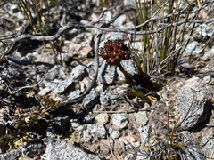 Haemodorum distichophyllum (Haemodorum distichophyllum)