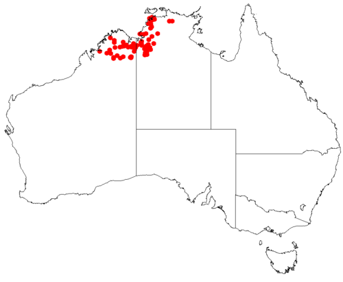Haemodorum ensifolium: Haemodorum ensifolium
