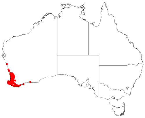 Haemodorum laxum: Haemodorum laxum distribution map