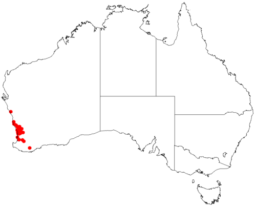 Haemodorum paniculatum: Haemodorum paniculatum