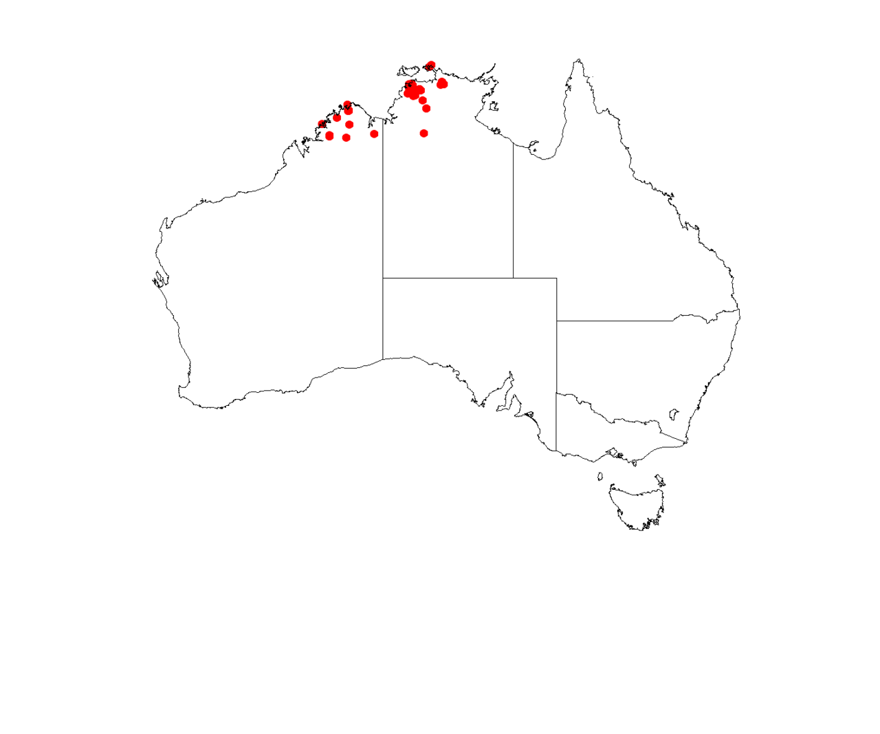 Haemodorum parviflorum: Haemodorum parviflorum
