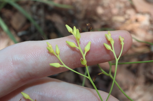 Haemodorum parviflorum (Haemodorum parviflorum)