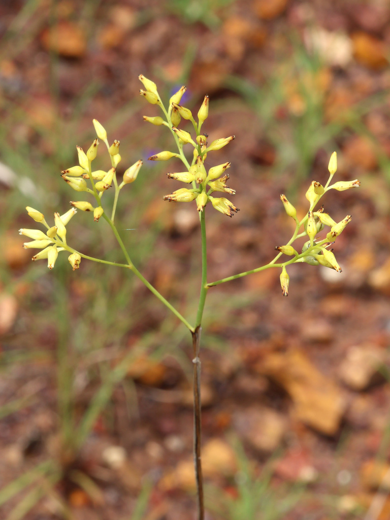 Haemodorum parviflorum (Haemodorum parviflorum)