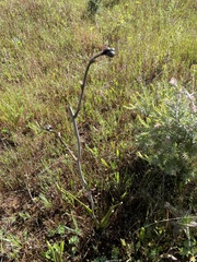 Haemodorum simplex (Haemodorum simplex)