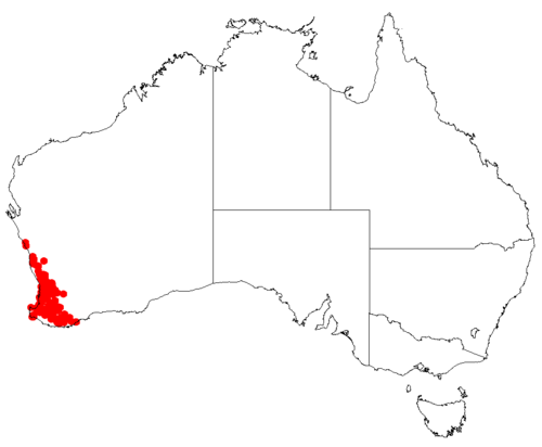 Haemodorum simplex: Haemodorum simplex distribution map