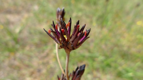 Haemodorum simplex (Haemodorum simplex)