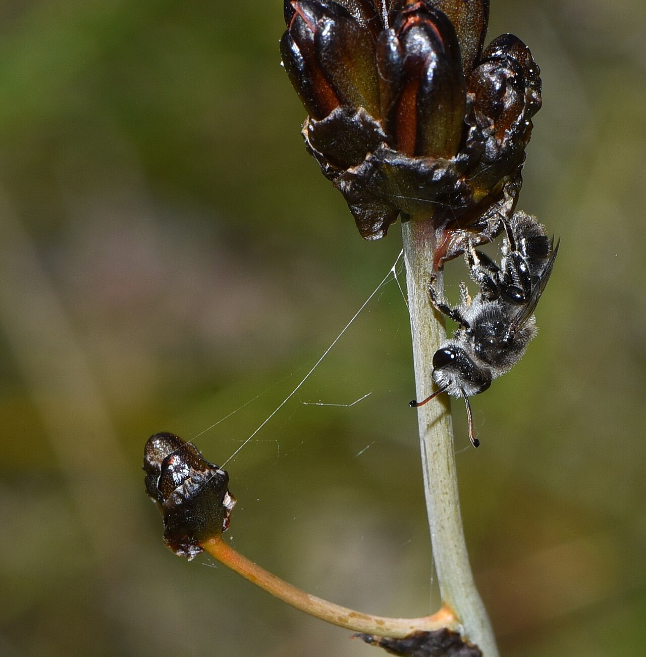 Haemodorum simplex: Leioproctus antennatus