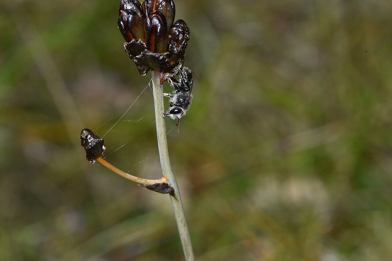 Haemodorum simplex: Leioproctus antennatus