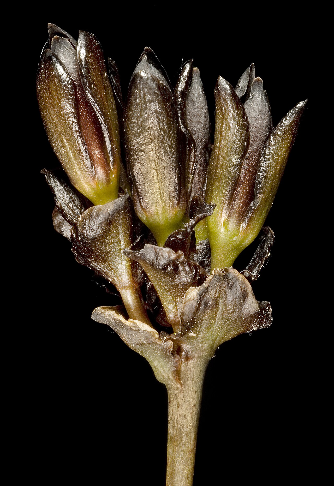 Haemodorum simplex: KRT3870
