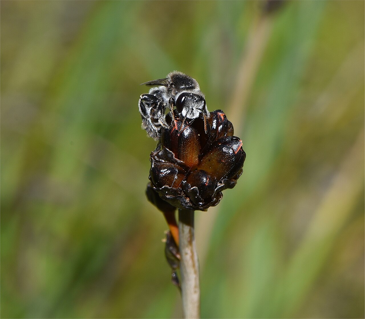 Haemodorum simplex: Leioproctus antennatus
