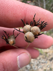 Haemodorum simplex (Haemodorum simplex)