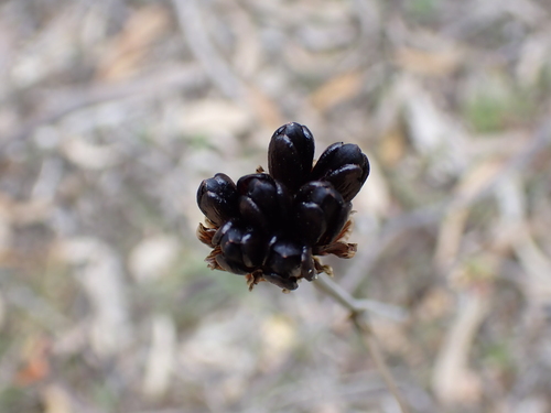 Haemodorum simplex (Haemodorum simplex)