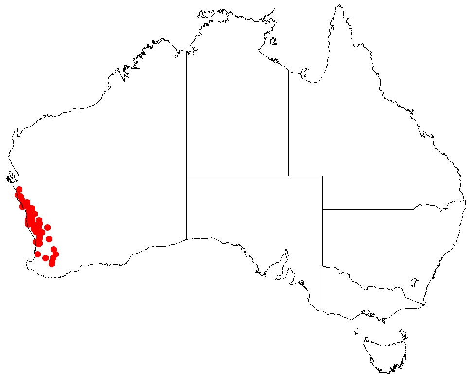 Haemodorum simulans: Haemodorum simulans
