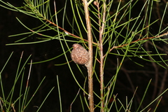 Hakea actites (Hakea actites)