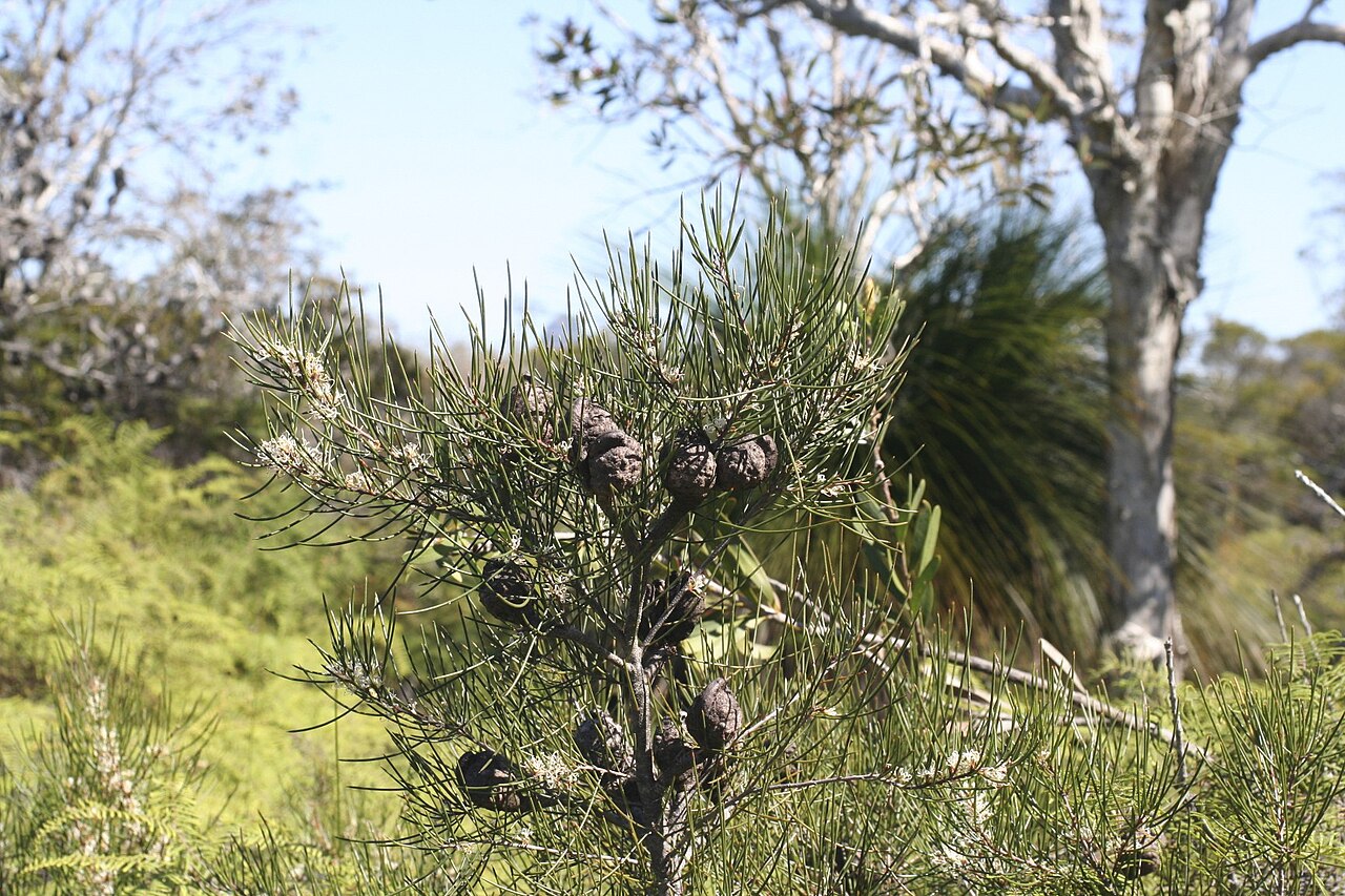 Hakea actites: Fruit and foliage