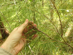 Hakea actites (Hakea actites)