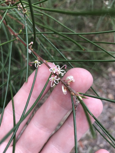 Hakea actites (Hakea actites)