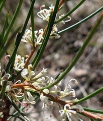 Hakea actites (Hakea actites)