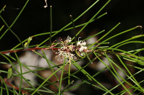 Hakea actites (Hakea actites)