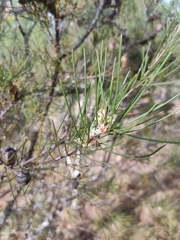 Hakea actites (Hakea actites)