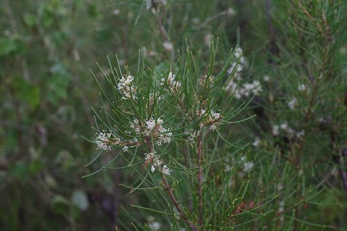 Hakea actites (Hakea actites)