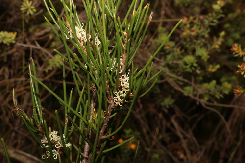 Hakea actites (Hakea actites)