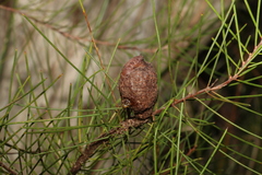 Hakea actites (Hakea actites)