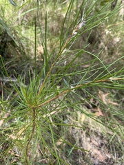 Hakea actites (Hakea actites)