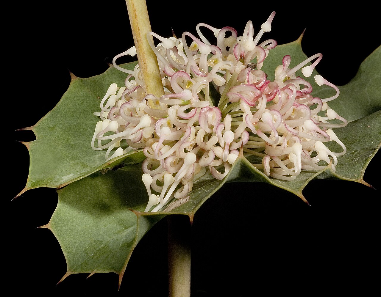 Hakea amplexicaulis: KRT3338