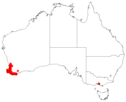 Hakea amplexicaulis: Hakea amplexicaulis Occurrence data downloaded from Australasian Virtual Herbarium on 22 November 2018 using https://doi.org/10.26197/5bf641ef8f684