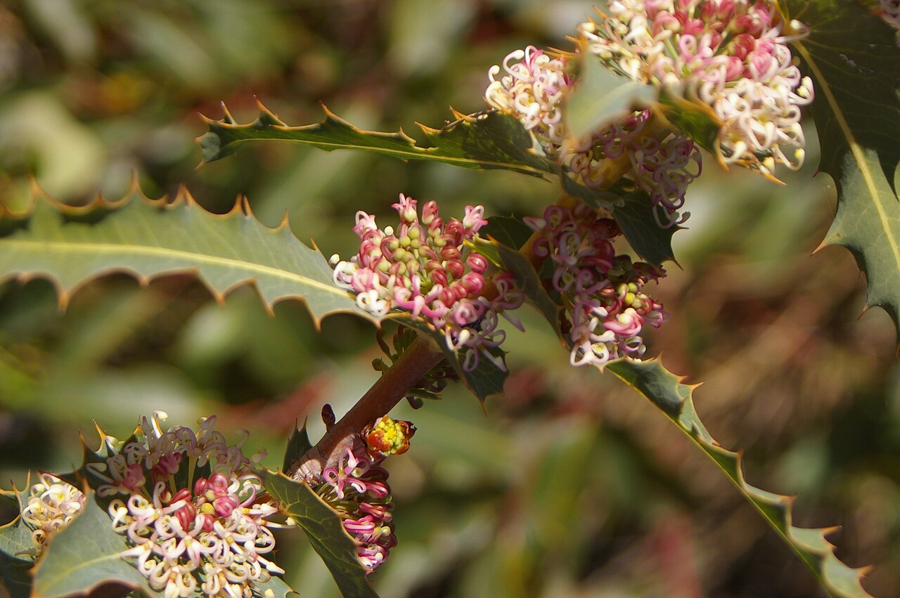 Hakea amplexicaulis: Hakea amplexicaulis taken near Mundaring Weir