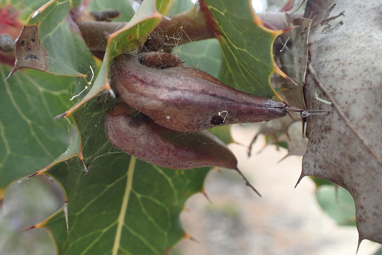 Hakea amplexicaulis: Fruit of Hakea amplexicaulis on plant in the Meelup Regional Park, near Dunsborough