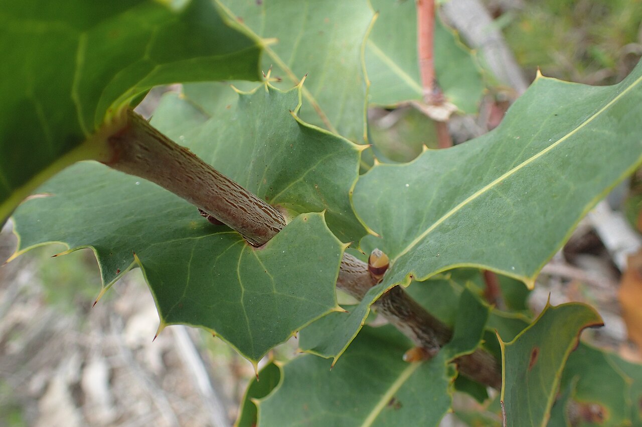Hakea amplexicaulis: Amplexicaule leaf base of Hakea amplexicaulis