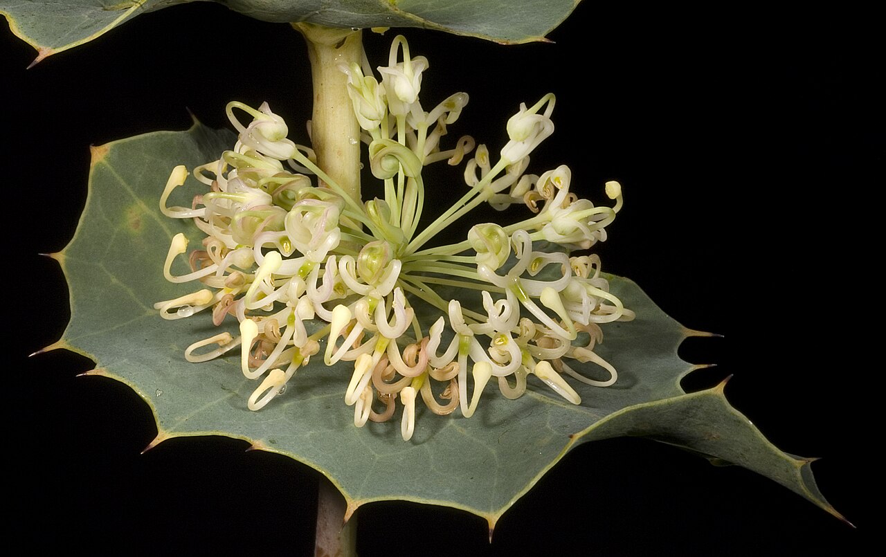 Hakea amplexicaulis: KRT3338