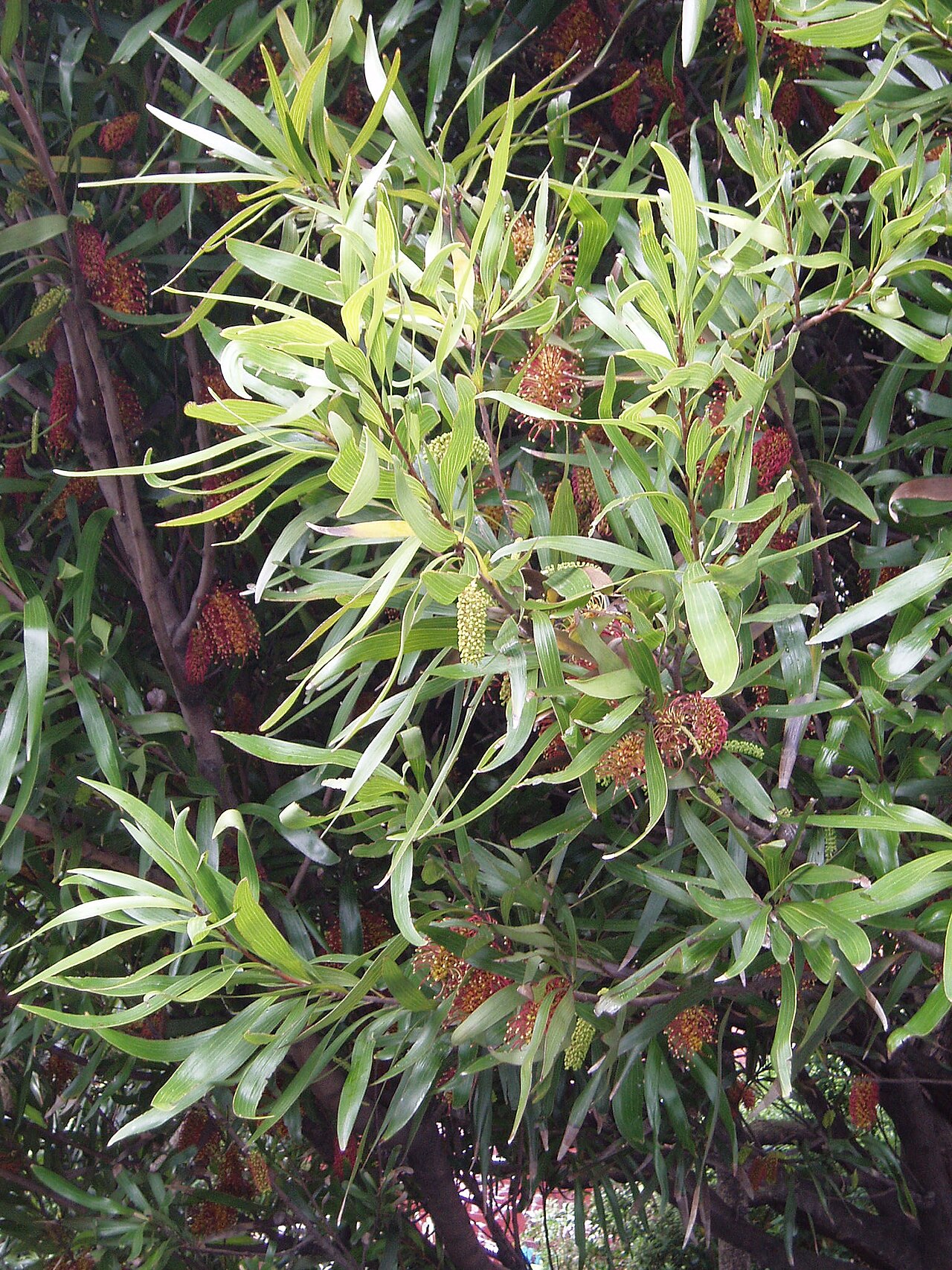 Hakea archaeoides (Hakea archaeoides)