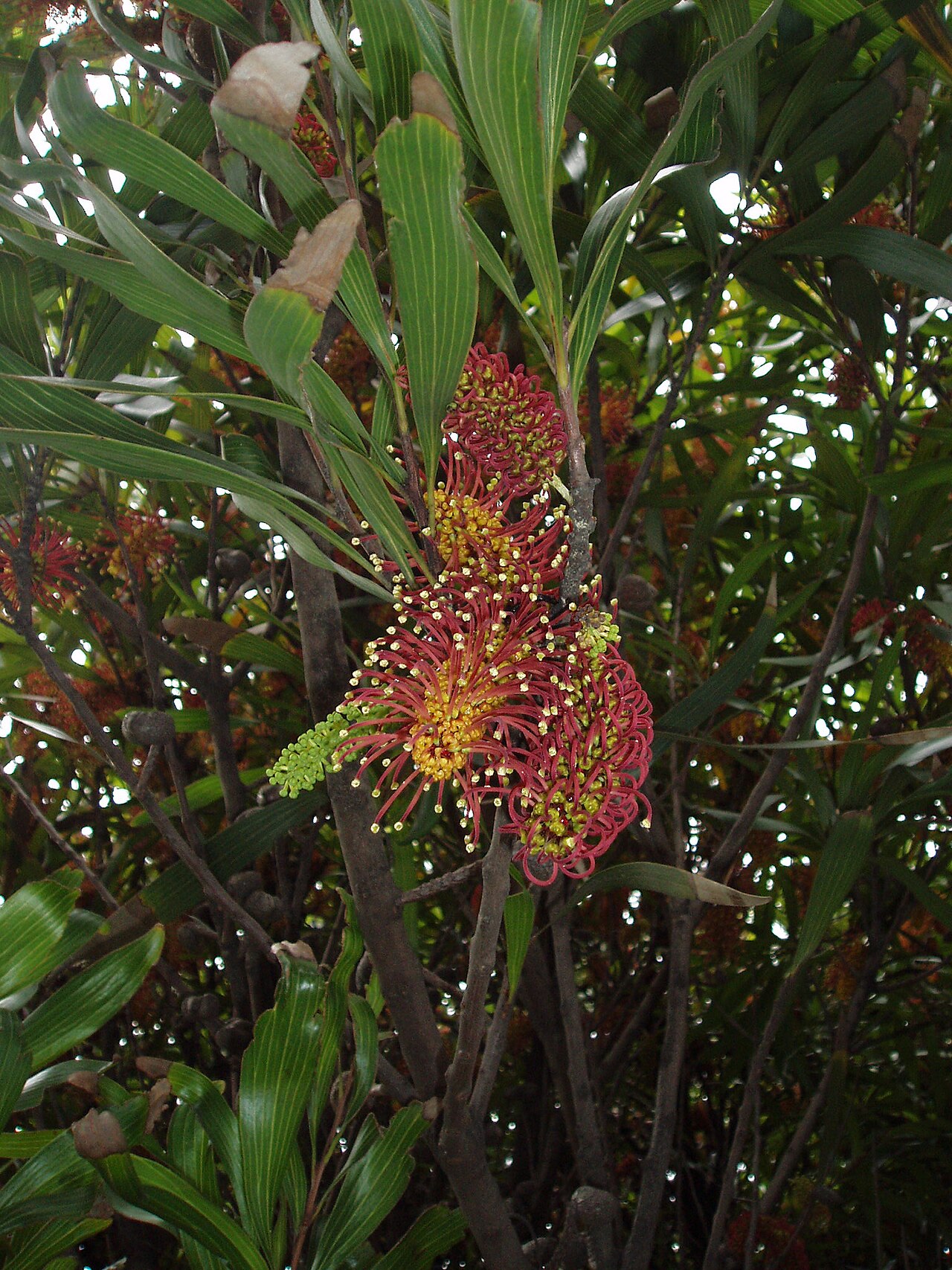 Hakea archaeoides (Hakea archaeoides)