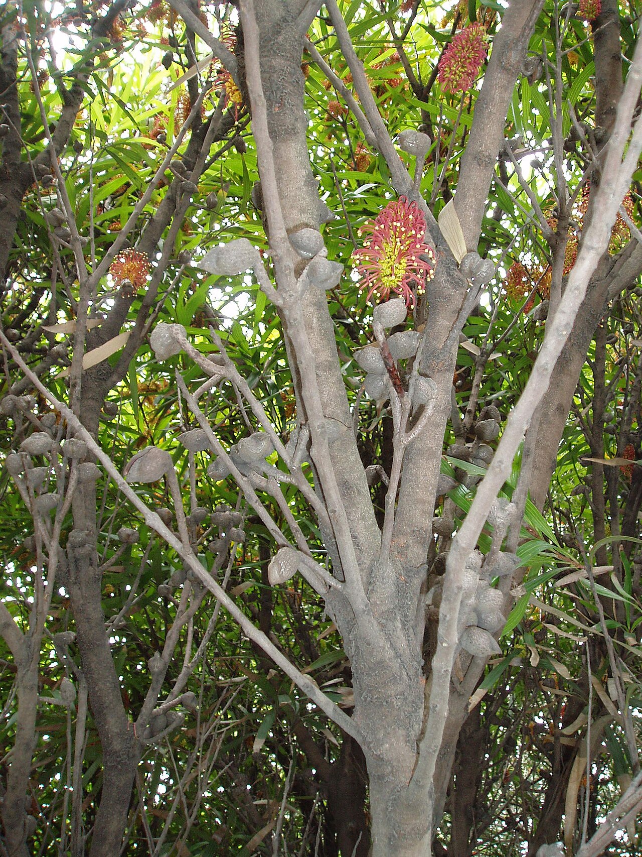 Hakea archaeoides (Hakea archaeoides)