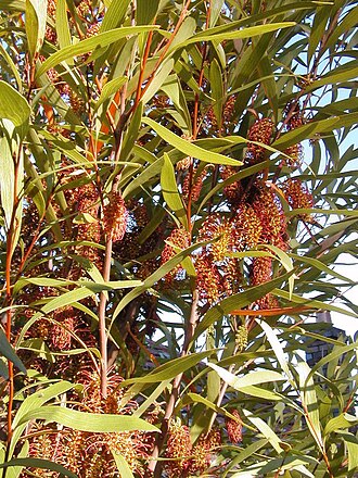 Hakea archaeoides: Hakea archaeoides, cultivated Sydney photo Cas Liber