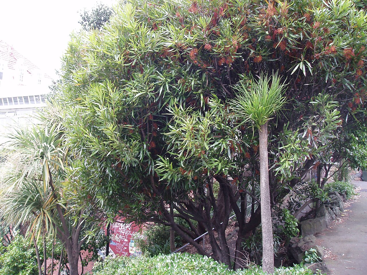 Hakea archaeoides (Hakea archaeoides)